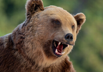 Obraz premium a close-up with the head of an aggressive bear