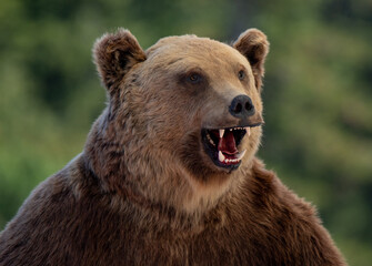 Fototapeta na wymiar a close-up with the head of an aggressive bear