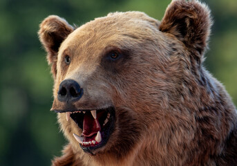 a close up of the head of a stuffed bear