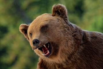 Fototapeta premium a close up of the head of a stuffed bear