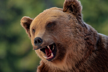 Fototapeta na wymiar a bear's head with an open mouth