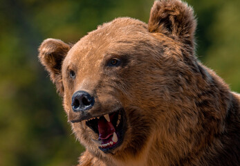 Fototapeta na wymiar a close-up with the head of an aggressive bear