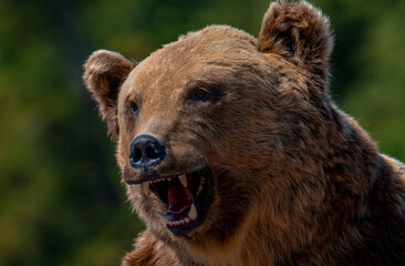 A close-up of an aggressive bear profile