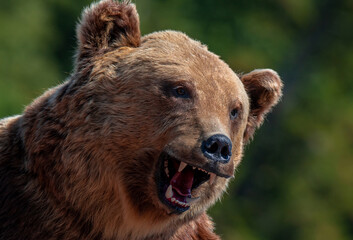 a bear's head with an open mouth