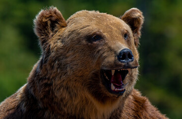 a close-up with the head of an aggressive bear