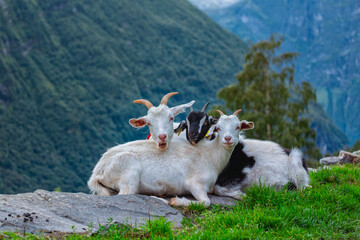 goats of Geiranger