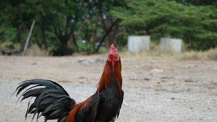 Rooster and chick standing on the ground outdoors, representing rural life, poultry farming, and natural animal behavior.