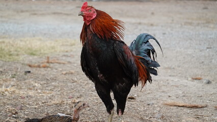 Rooster and chick standing on the ground outdoors, representing rural life, poultry farming, and natural animal behavior.