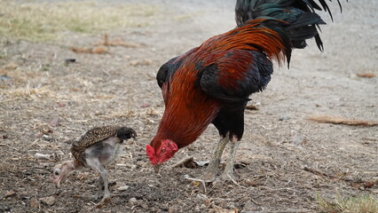 Rooster and chick standing on the ground outdoors, representing rural life, poultry farming, and natural animal behavior.
