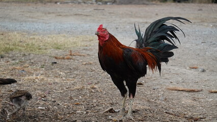 Rooster and chick standing on the ground outdoors, representing rural life, poultry farming, and natural animal behavior.