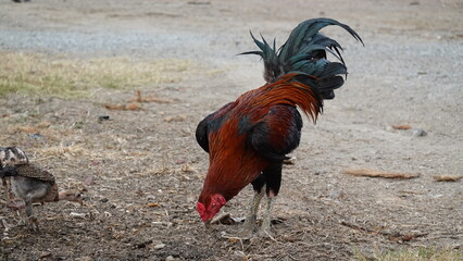 Rooster and chick standing on the ground outdoors, representing rural life, poultry farming, and natural animal behavior.
