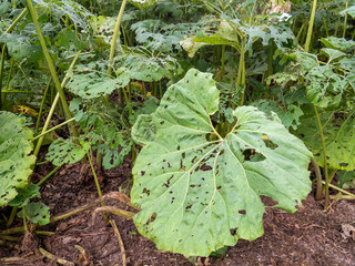 The green leaves of Poor Man's Umbrella plant (Gunnera insignis) that are eaten by mice and other pests.