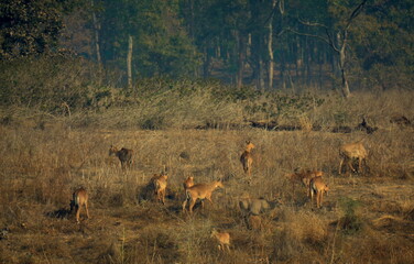 herd of deer