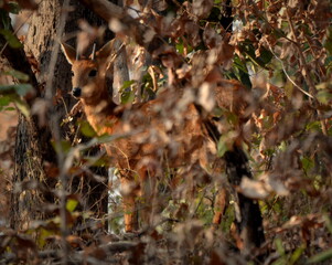 deer in the forest