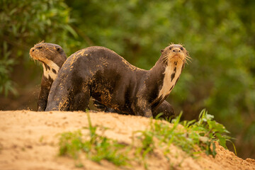 Giant river otter feeding in the nature habitat. Wild brasil. Brasilian wildlife. Rich Pantanal....