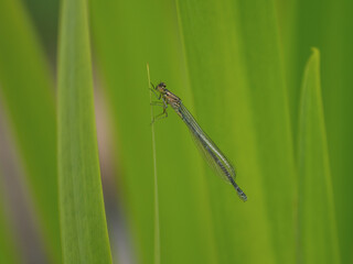 Azure Damselfly Resting on Flag Iris in an Urban Pond