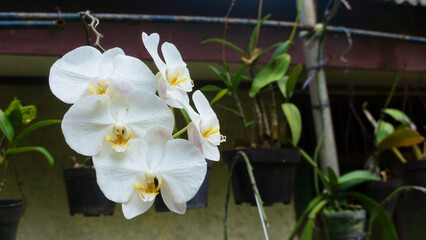A selective focus shot of a white orchid with a natural background