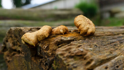 Natural Reishi or lingzhi mushroom growing on old bark.