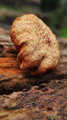 Natural Reishi or lingzhi mushroom growing on old bark.
