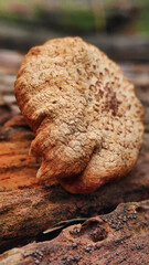 Natural Reishi or lingzhi mushroom growing on old bark.