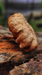 Natural Reishi or lingzhi mushroom growing on old bark.