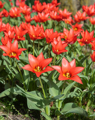 spring park nature bright red flowers flora