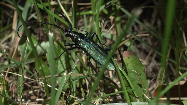 Bronze-green beetle Musk barbel climbs among the grass