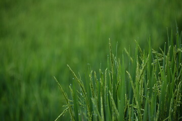 ricefield pure nature