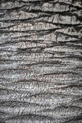 Stump bark texture. Wood palm coconut tree texture background pattern.