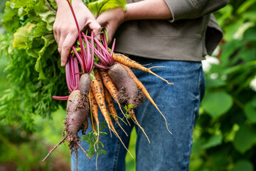 Organic, home- grown, fresh garden vegetables. Bunch of beets and carrots in hands of a young woman.