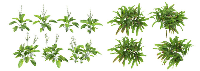 Tropical trees and plants on a white background