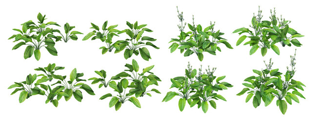 Tropical trees and plants on a white background