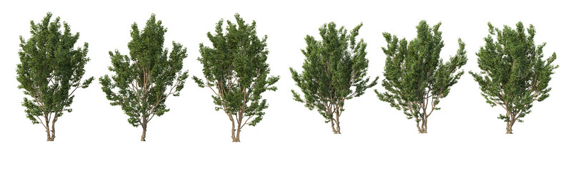 Tropical trees and plants on a white background