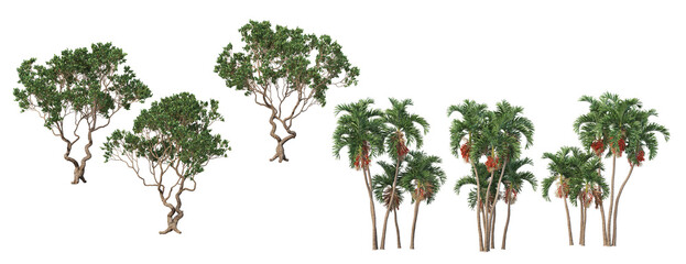 Tropical trees and plants on a white background