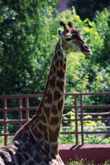 giraffe in the zoo