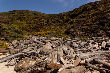 Drift wood tree trunks on the Pacific ocean coast