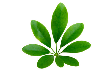 young leaves of green trees on a white background