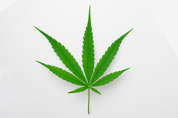 Cannabis leaf, Herbal medicine herb plant on a white background.