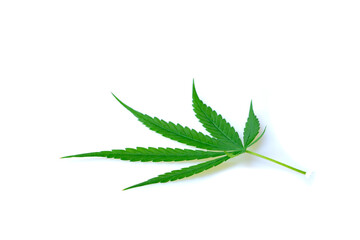 Cannabis leaf, Herbal medicine herb plant on a white background.  soft focus.shallow focus effect.