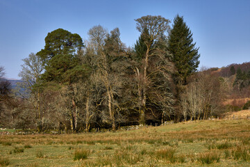 Obraz premium A group of trees greet the morning sun on the rush strewn pasture on the west coast of Scotland. Argyll