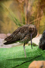 bird on the ground