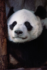 Obraz premium giant panda eating bamboo