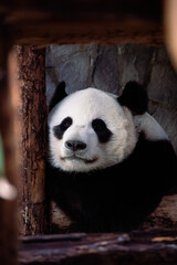 giant panda eating bamboo © polina