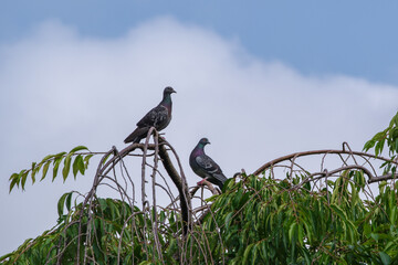 ハトと大きな雲