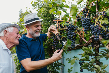 Senior men harvesting grapes in the vineyard