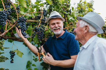 Fototapeta premium Senior men harvesting grapes in the vineyard