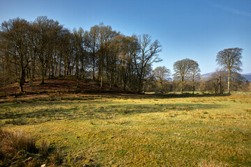 Obraz premium A hummock of trees greet the morning sun on the rush strewn pasture on the west coast of Scotland. Argyll