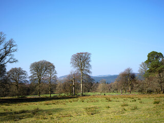 Obraz premium With a flock of sheep grazing in the distance, a group of trees greet the morning sun on the rush strewn pasture on the west coast of Scotland. Argyllh