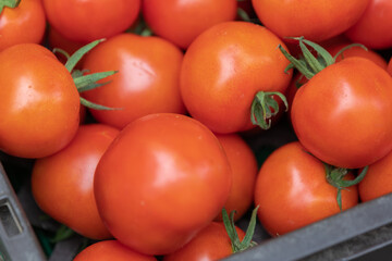 Healthy organic tomatos at a roadside street market