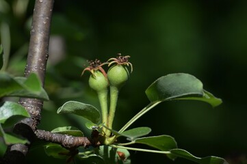 two small green pears on a branch